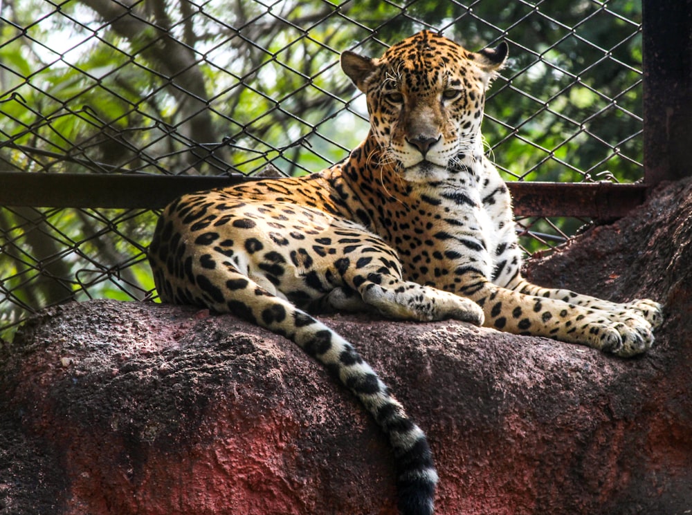 a leopard lying on a rock