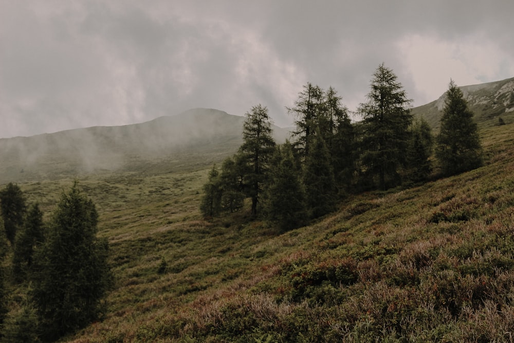 a grassy hill with trees on it