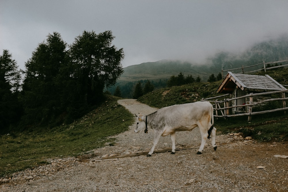 a couple of cows stand on a dirt road