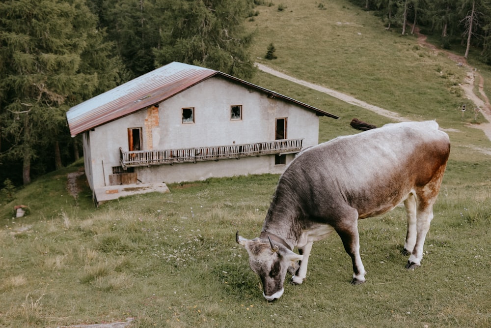 a cow grazing in a field