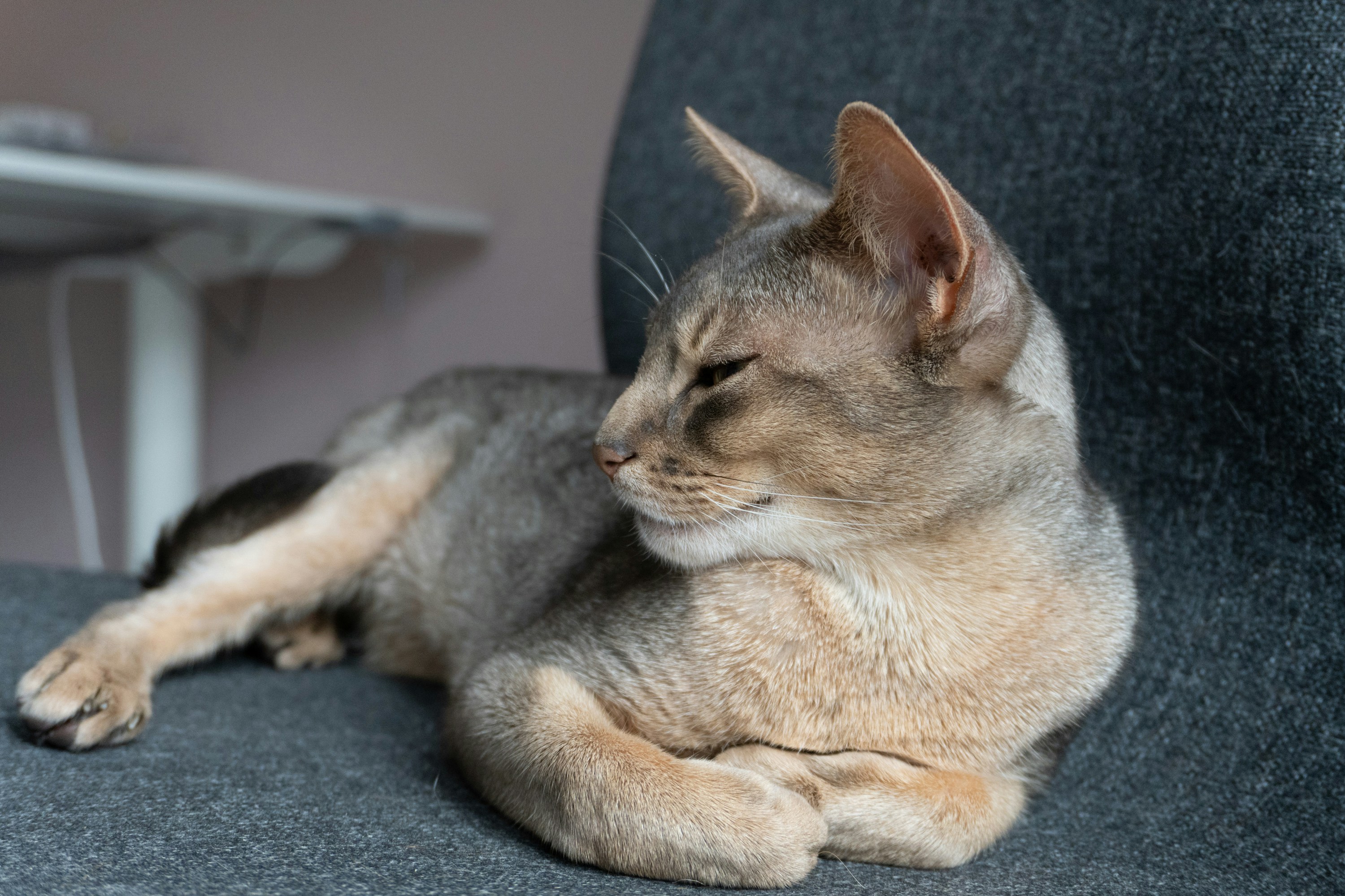 eine Katze, die auf einer Couch liegt