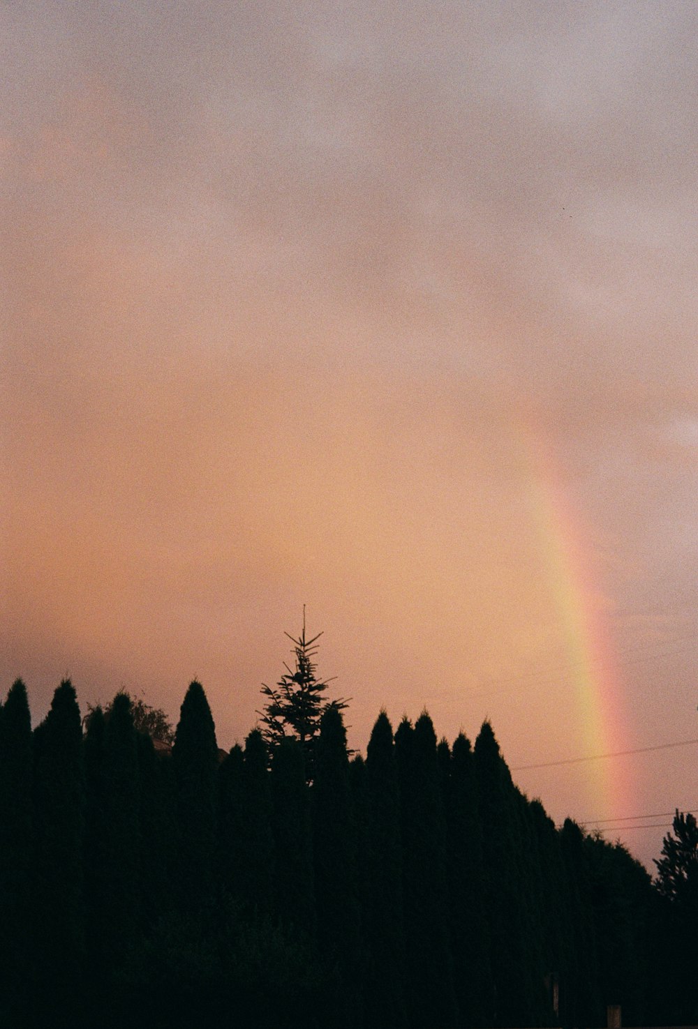a rainbow over trees
