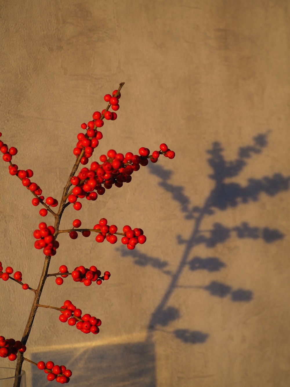 a close-up of a red berry