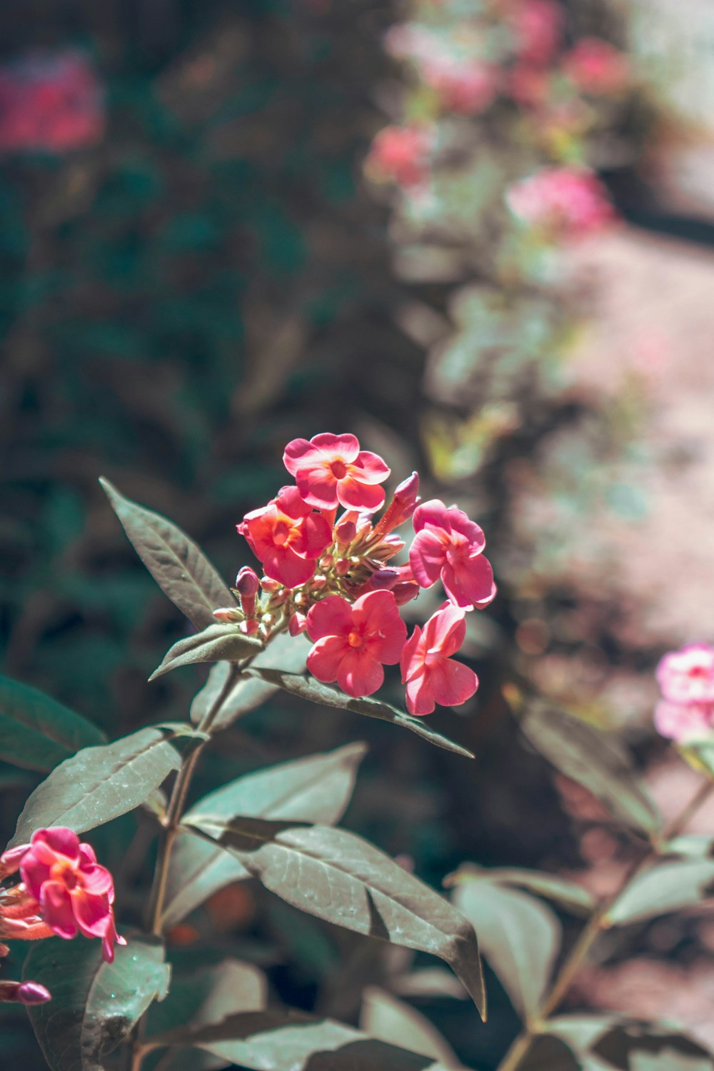 a close up of a flower