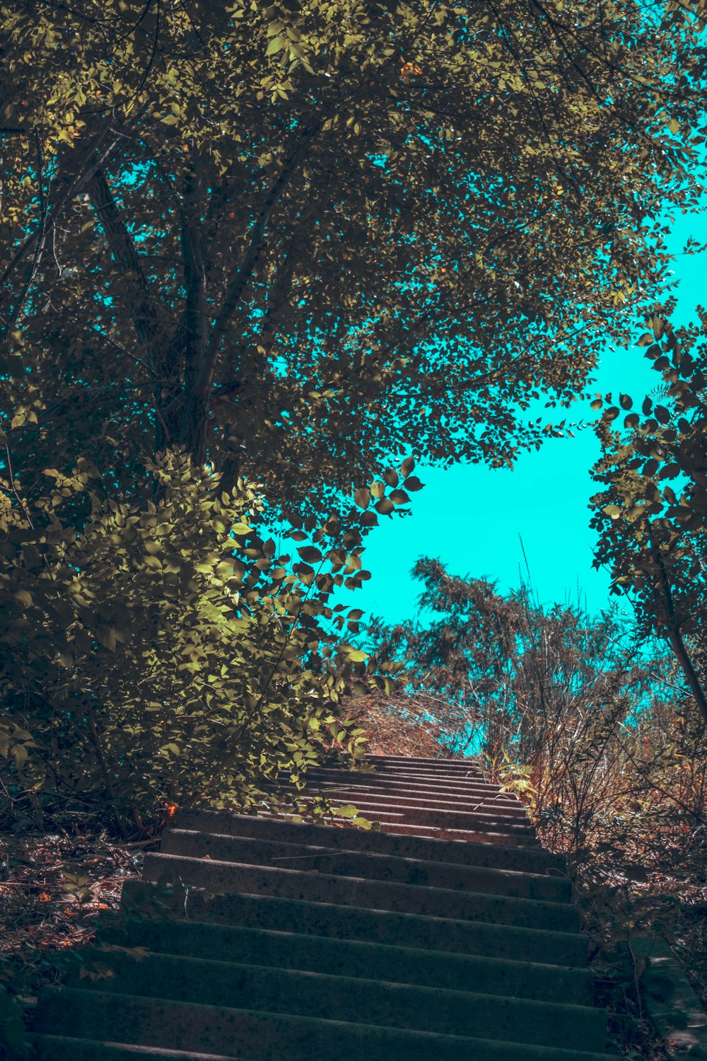 a set of stairs leading up to trees