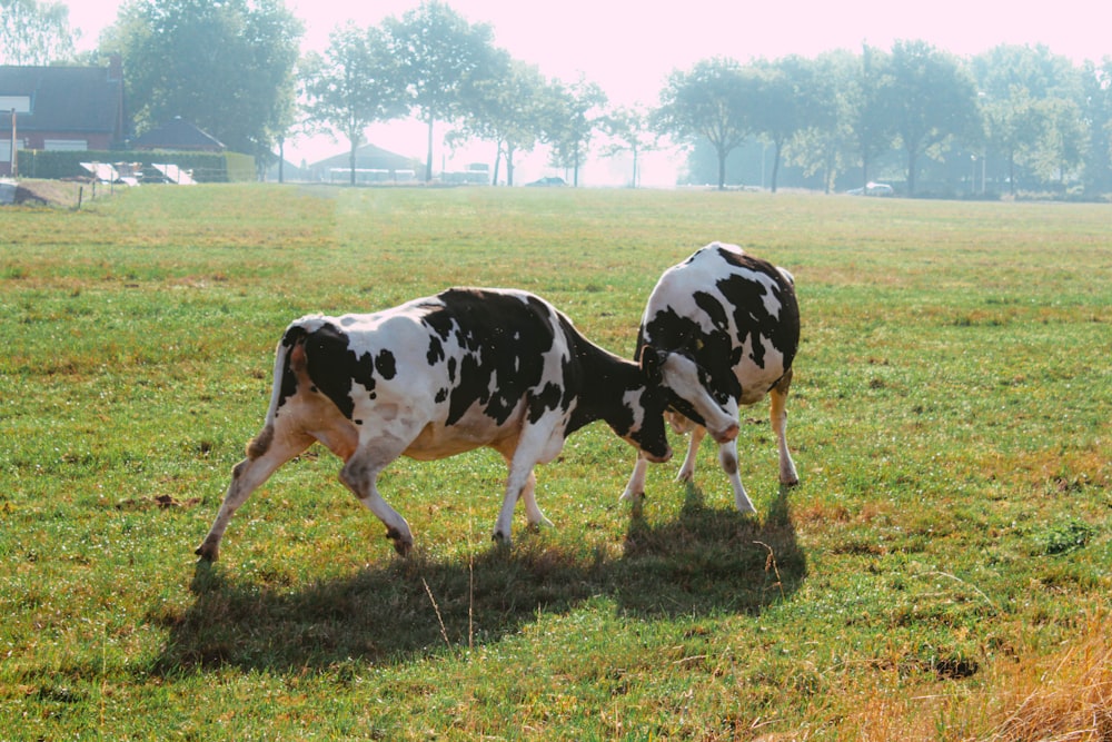 cows grazing in a field