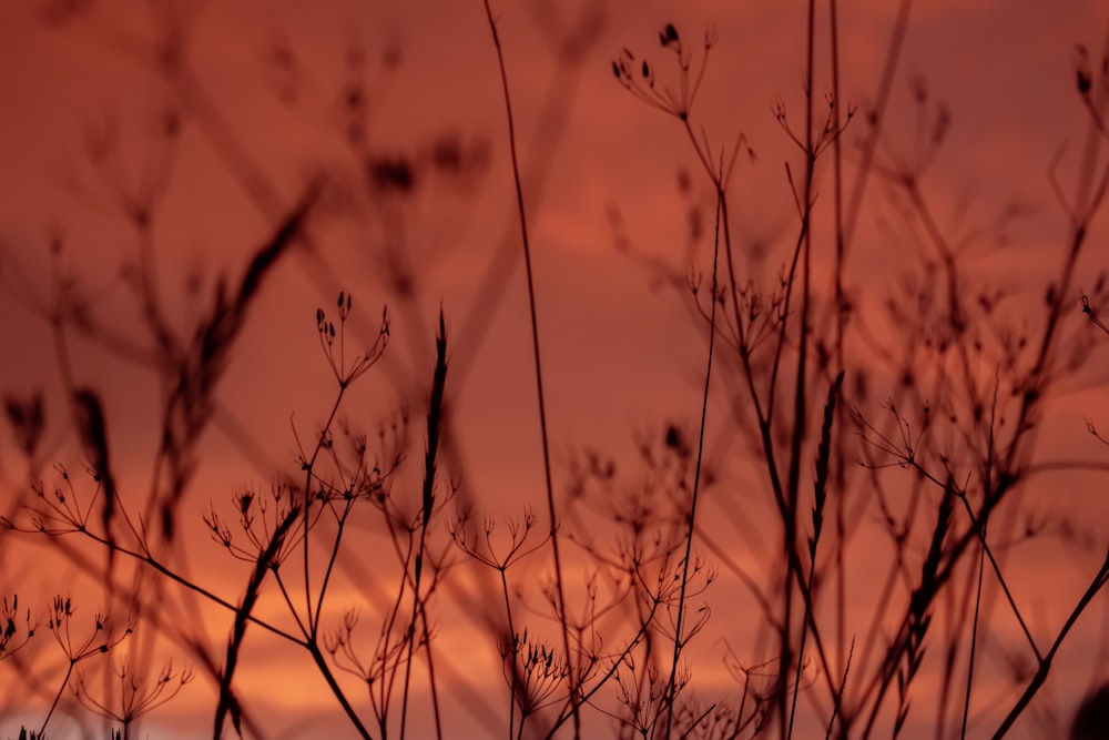 a close up of some branches