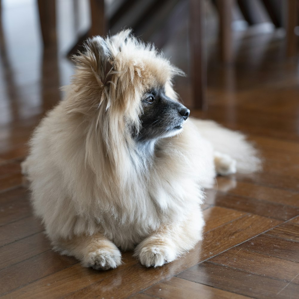 a dog sitting on a wood floor