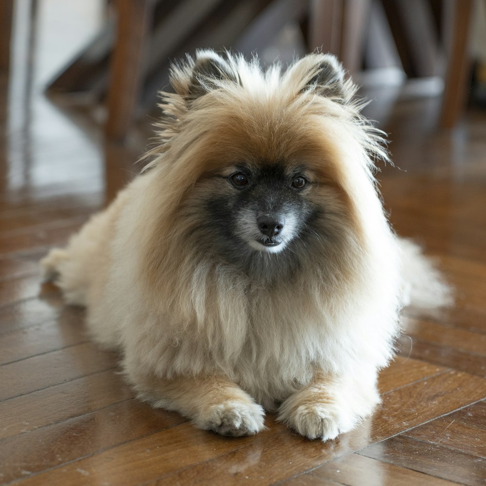 a dog sitting on a wood floor