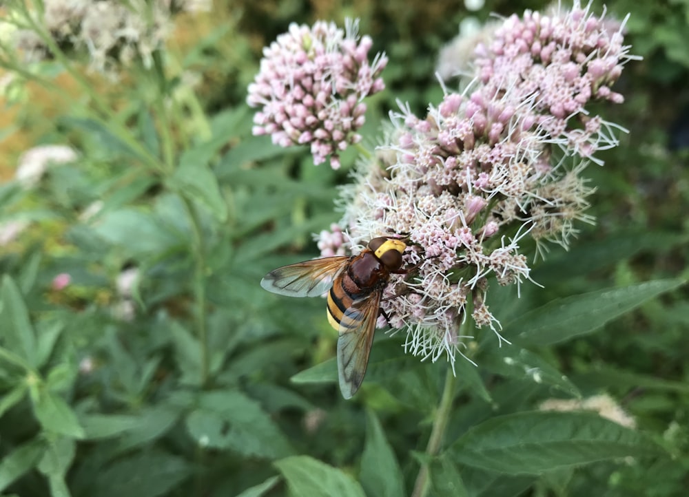 a bee on a flower