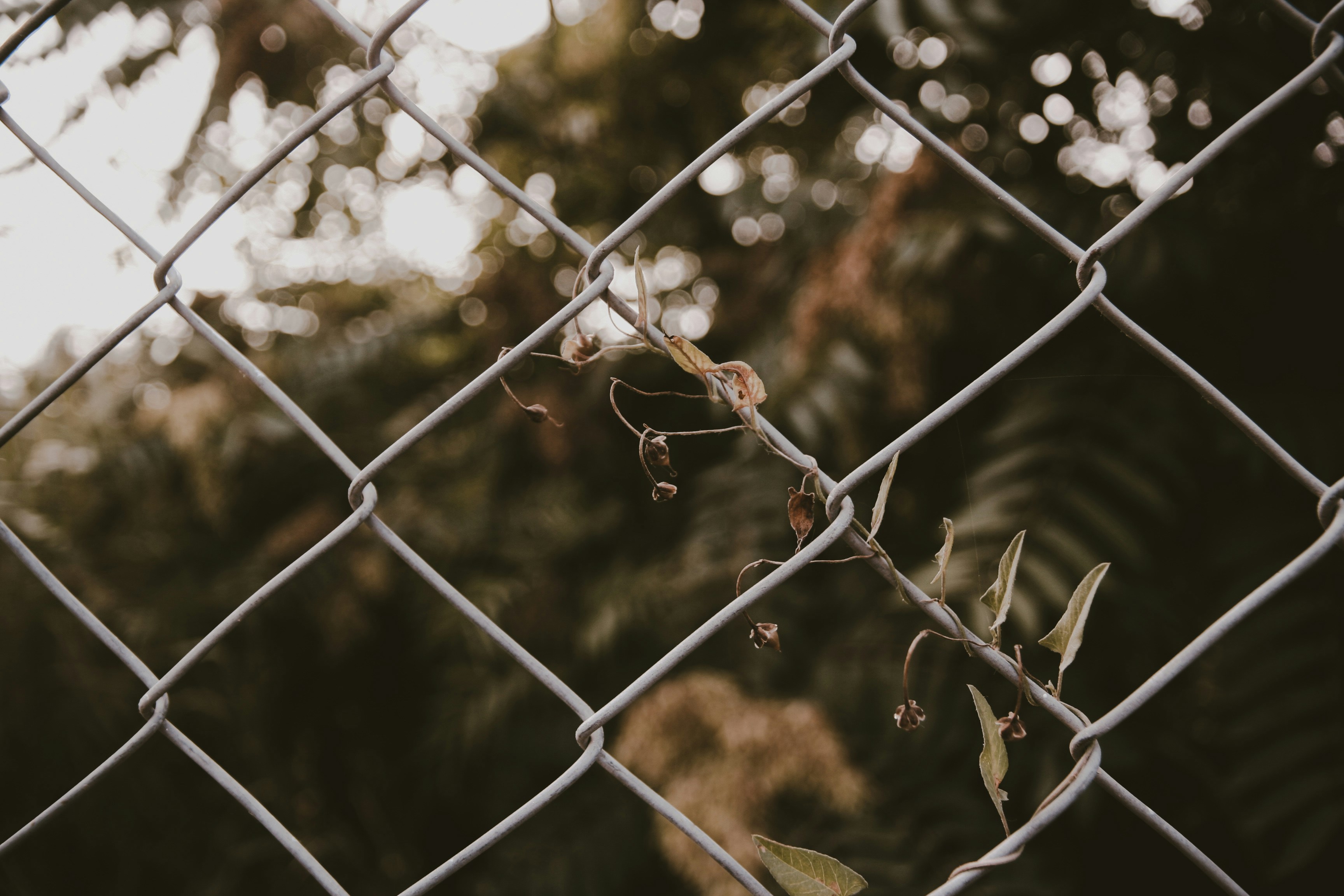 Photo by bita_eskandari