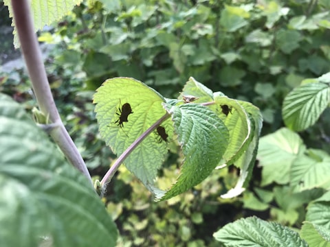 Close-up of natural pest control products with green leaves in the background.