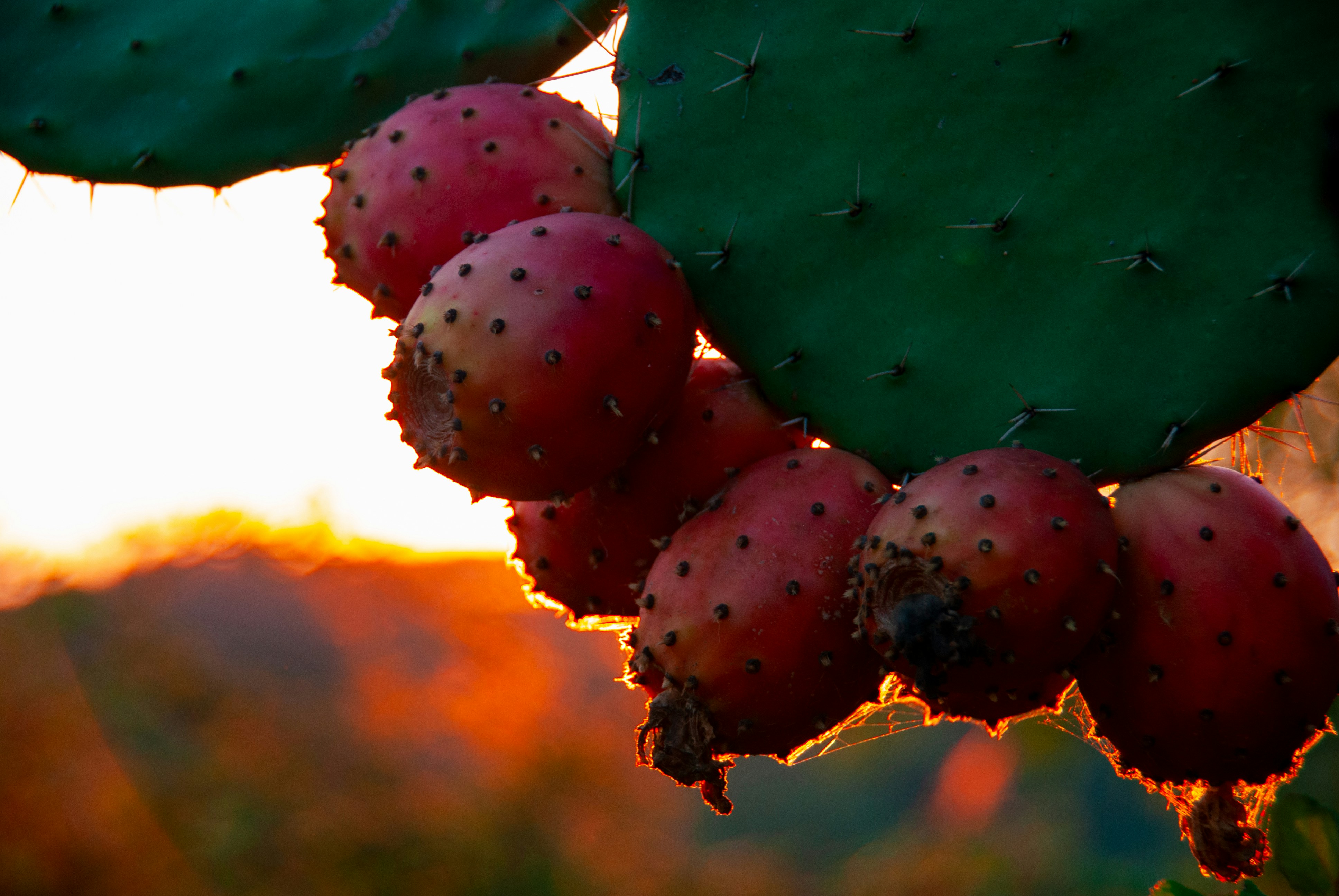Desert cacti variety: Ripe prickly pear fruit ready for harvest