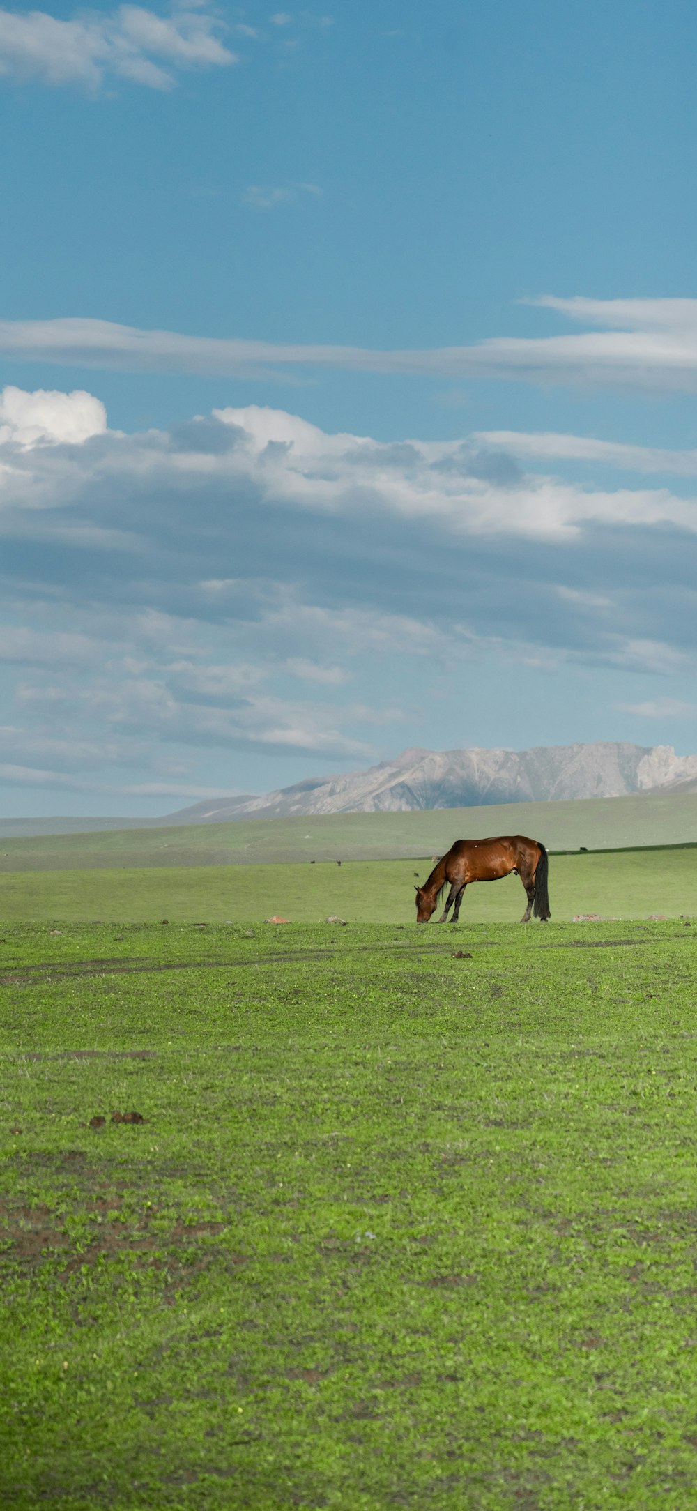 野原で放牧されている馬