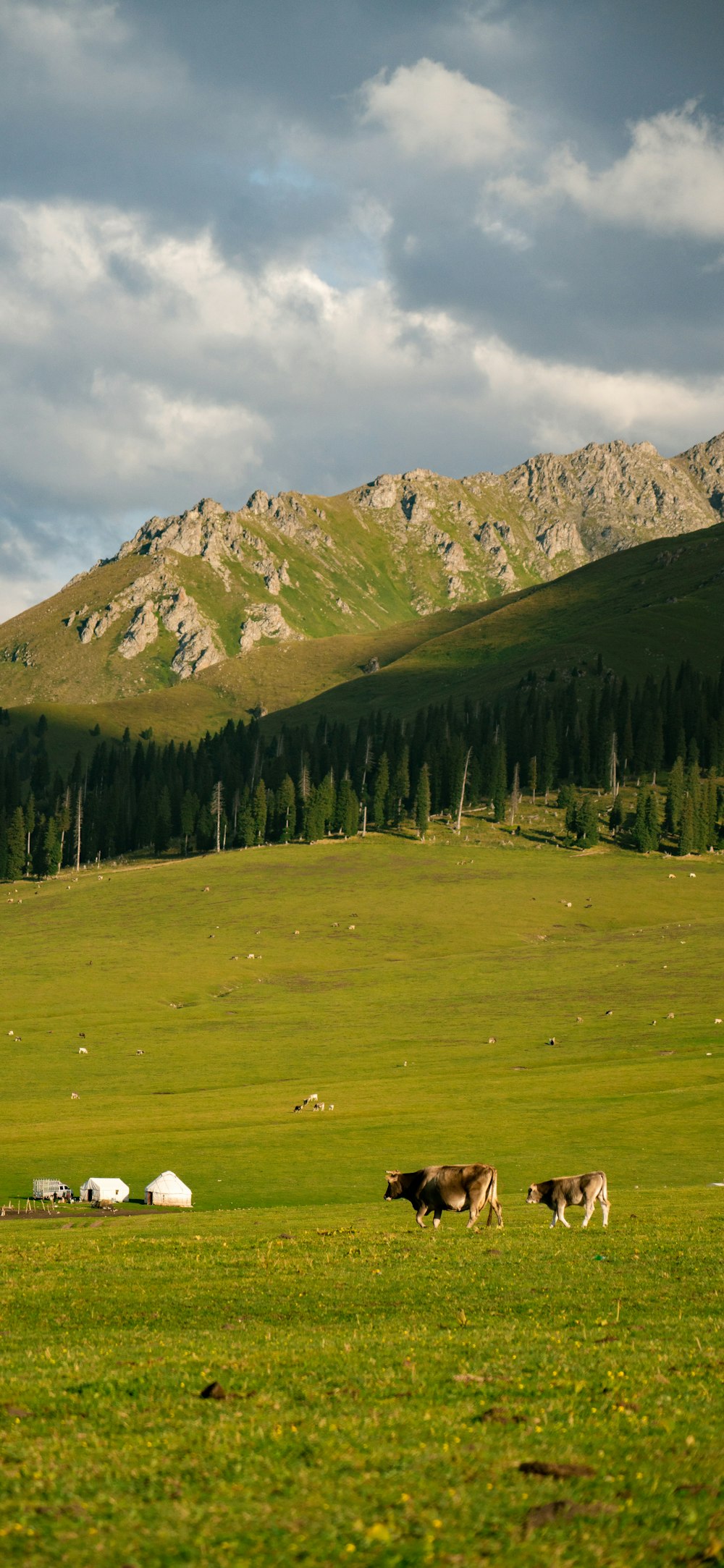 a group of cows grazing in a field