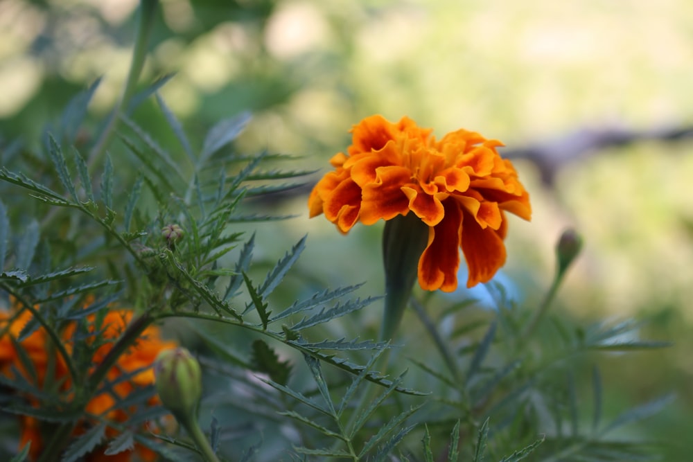 a couple orange flowers