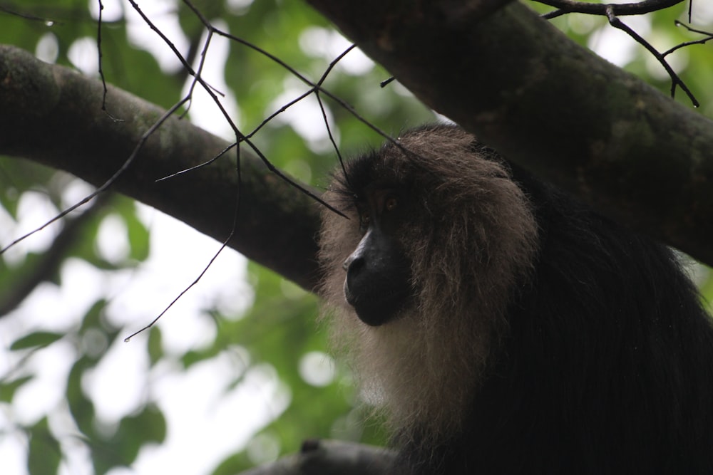 a monkey in a tree