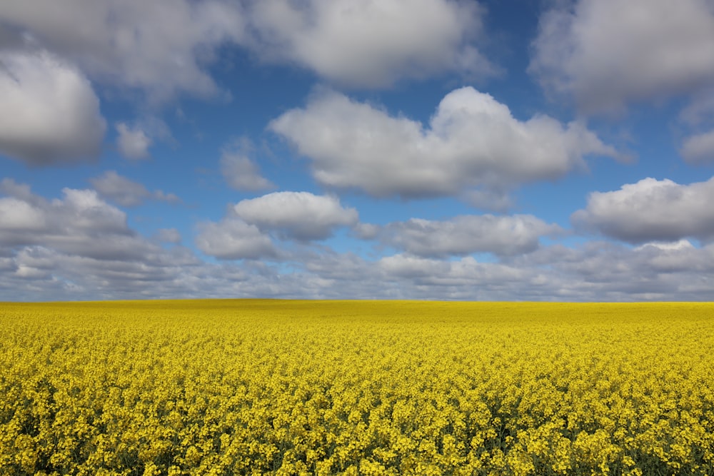 a field of yellow flowers