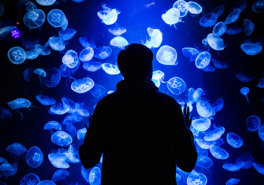 a person looking at a large group of jellyfish