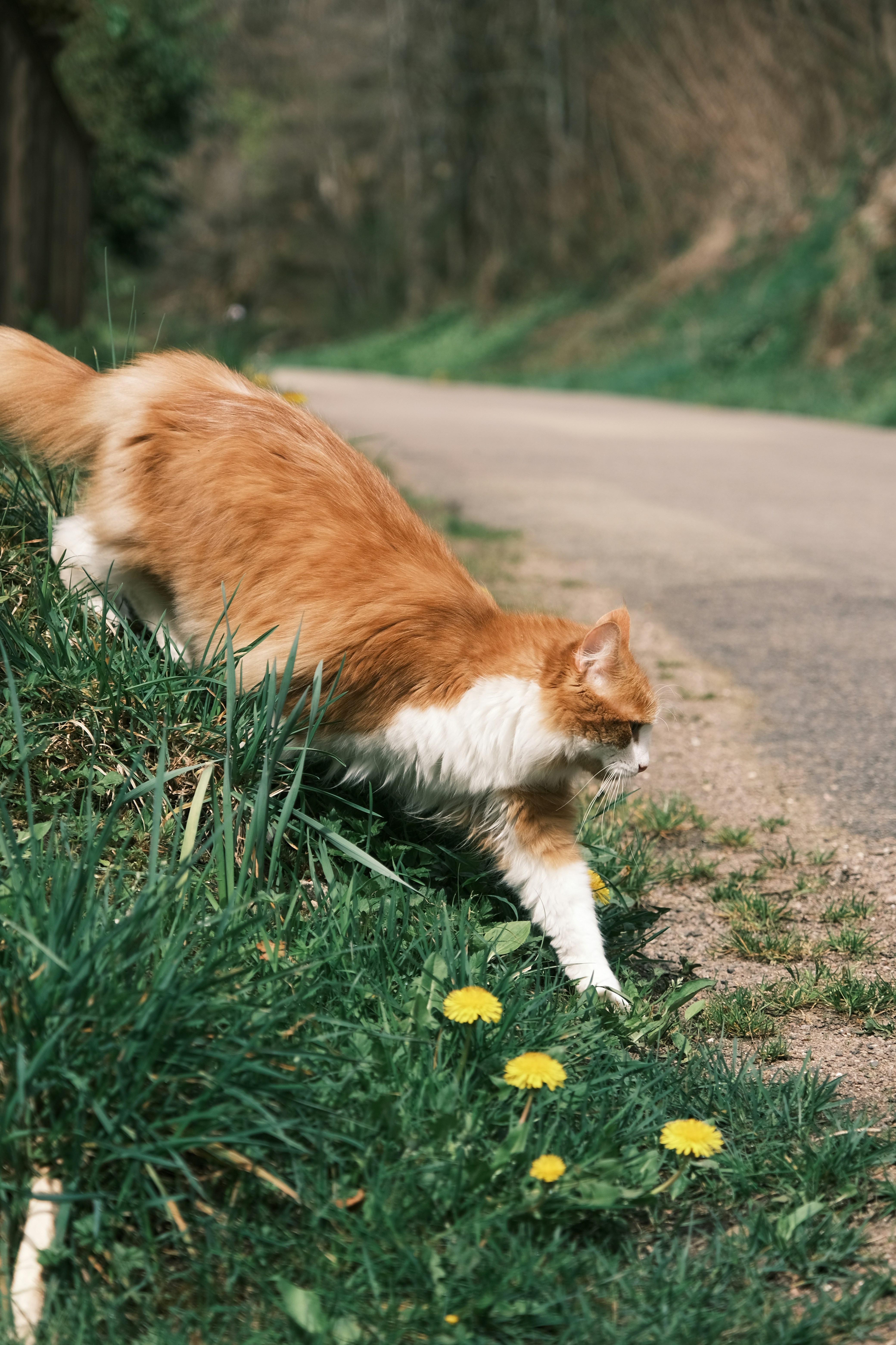 Mačka na prechádzke s postrojom