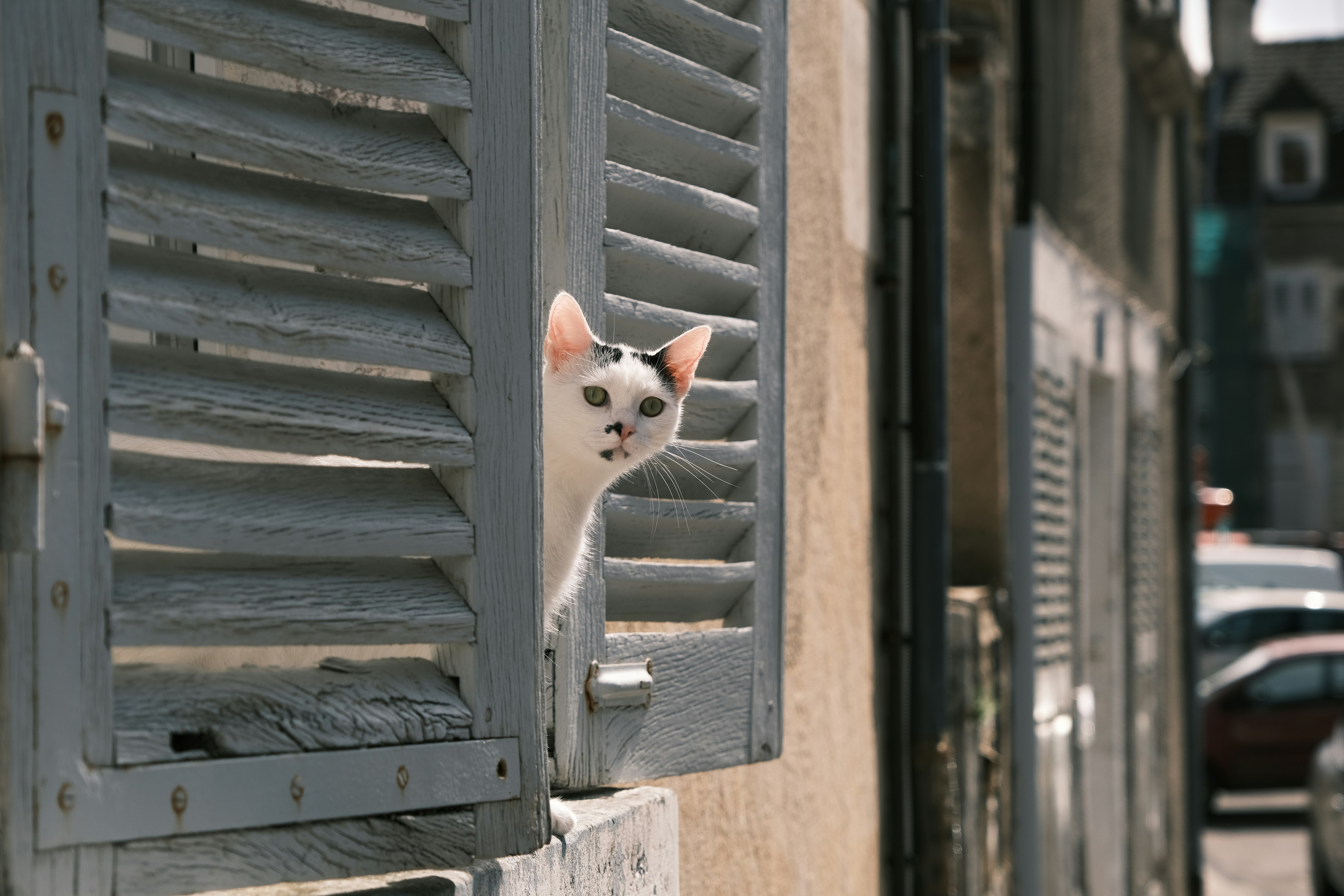 Un gato mirando por una ventana