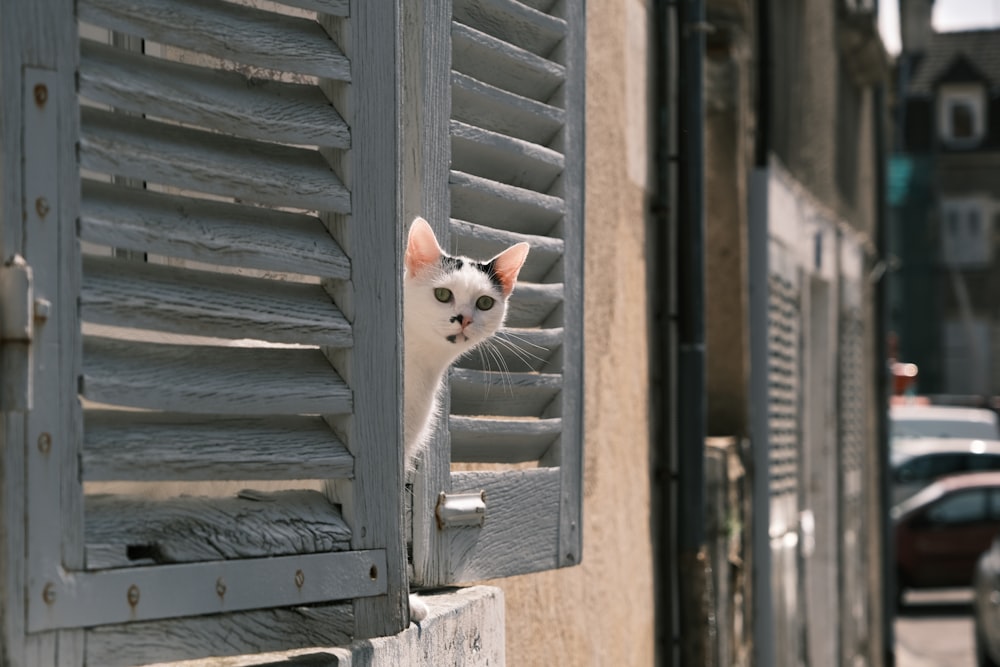 a cat looking out of a window