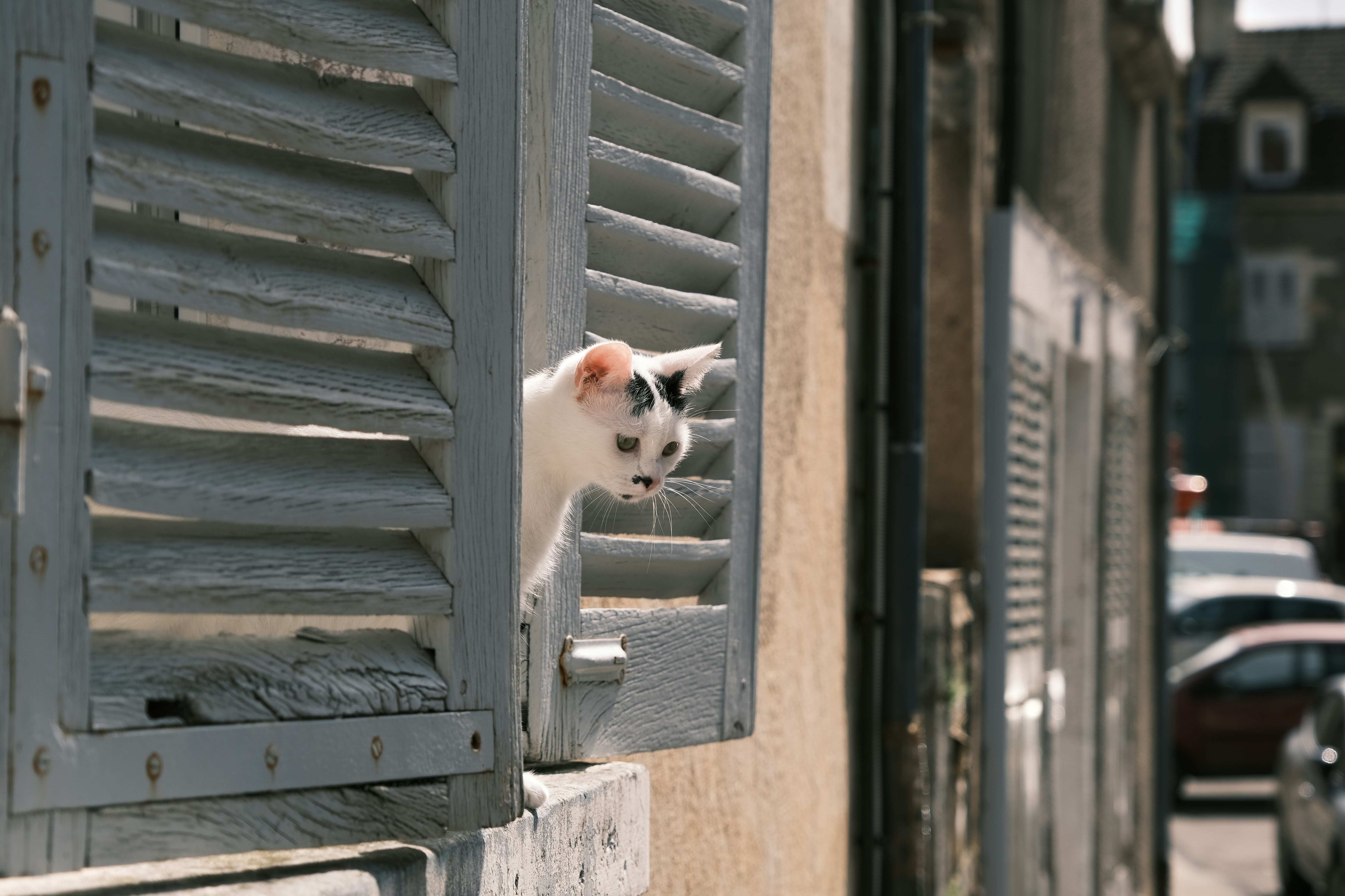 Un gato mirando por una ventana