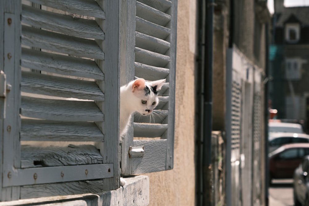 a cat looking out of a window