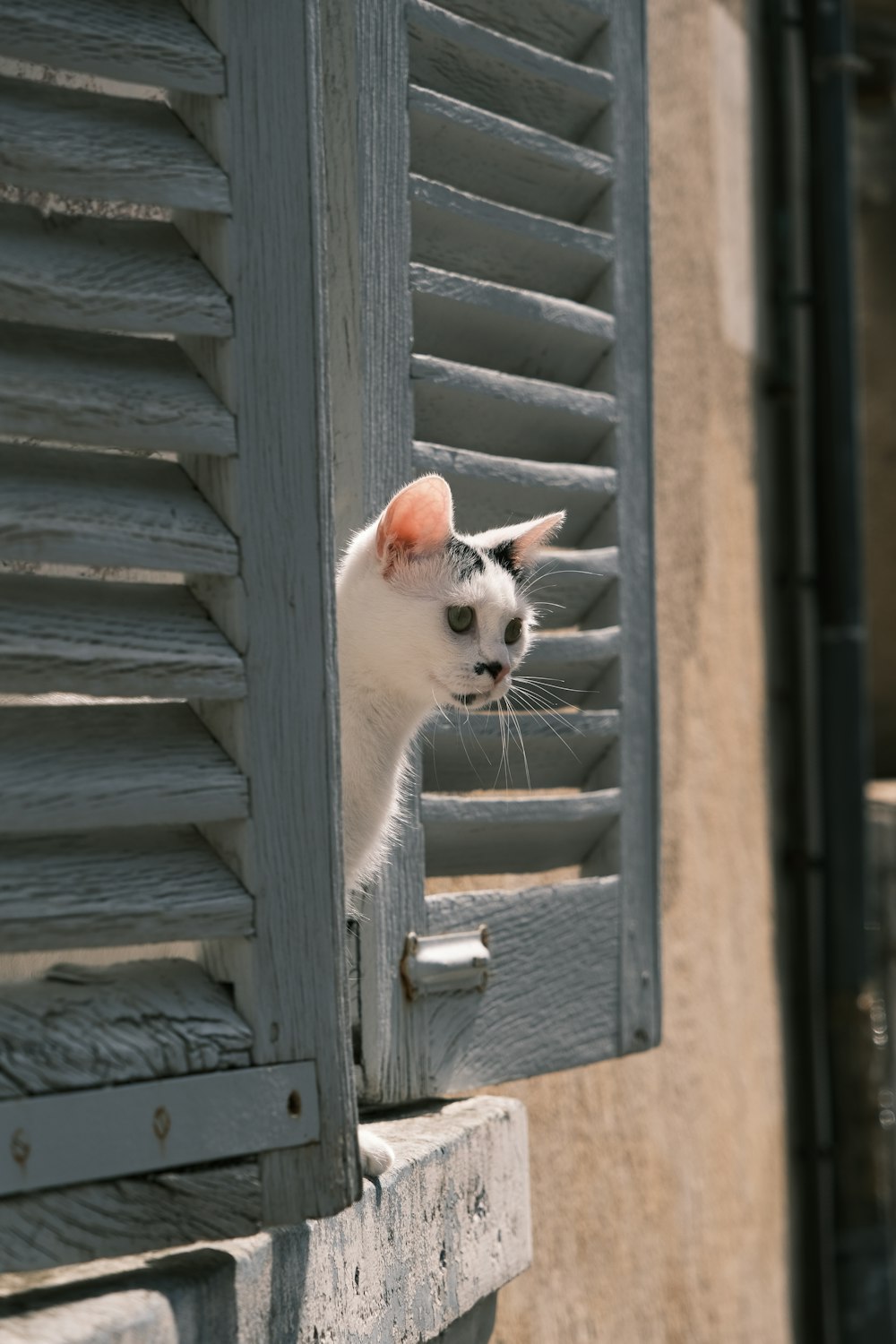 a cat sitting on a window sill