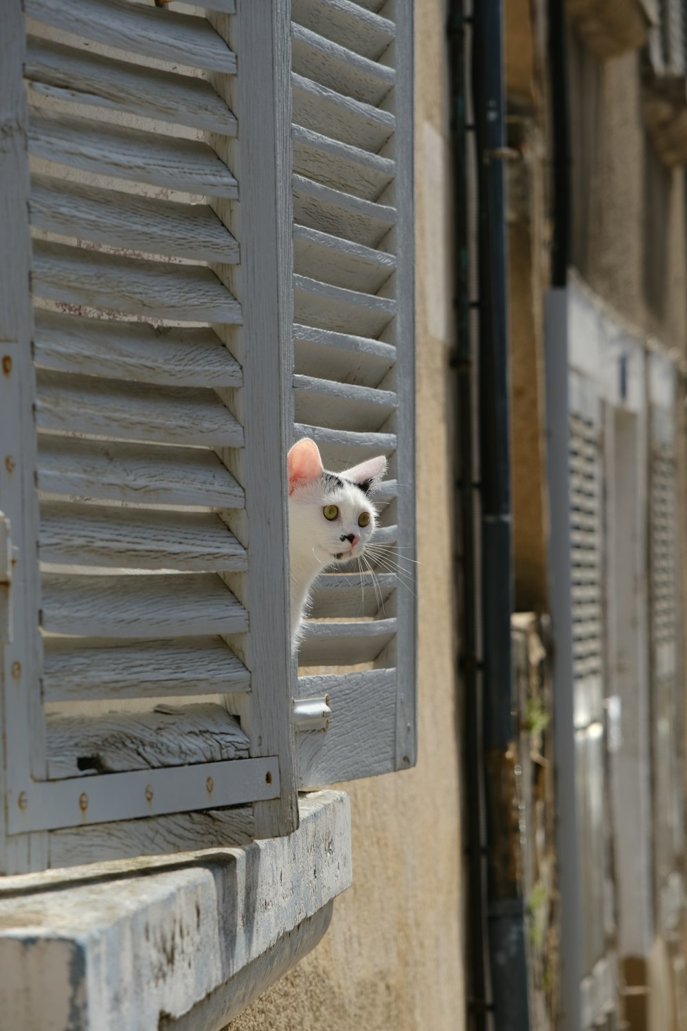 a cat looking through a window