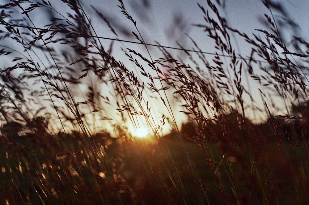 a field with trees and the sun in the background