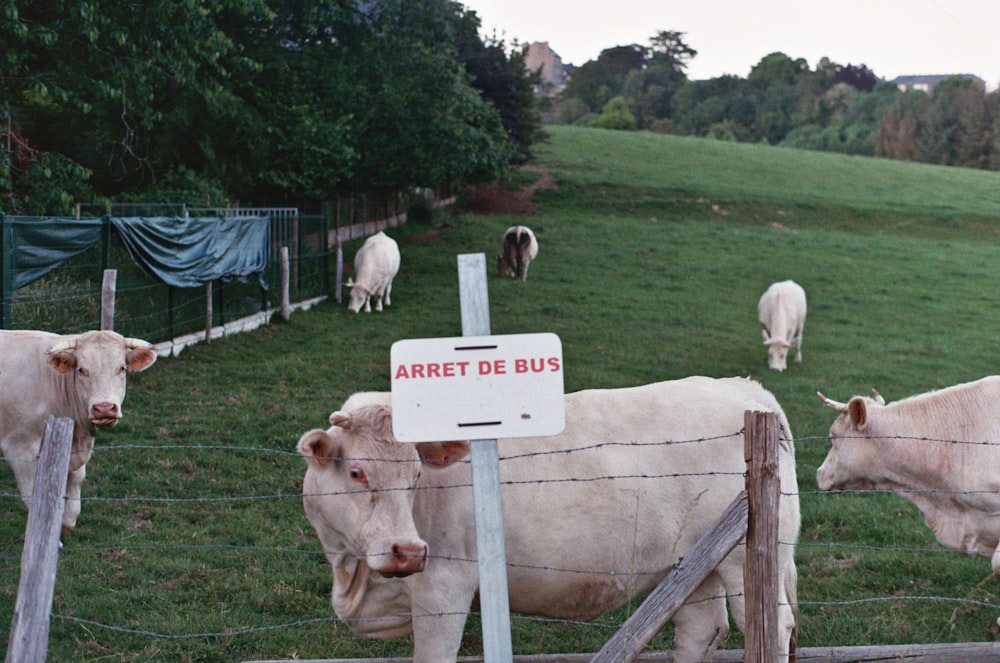 a group of cows in a fenced in pasture