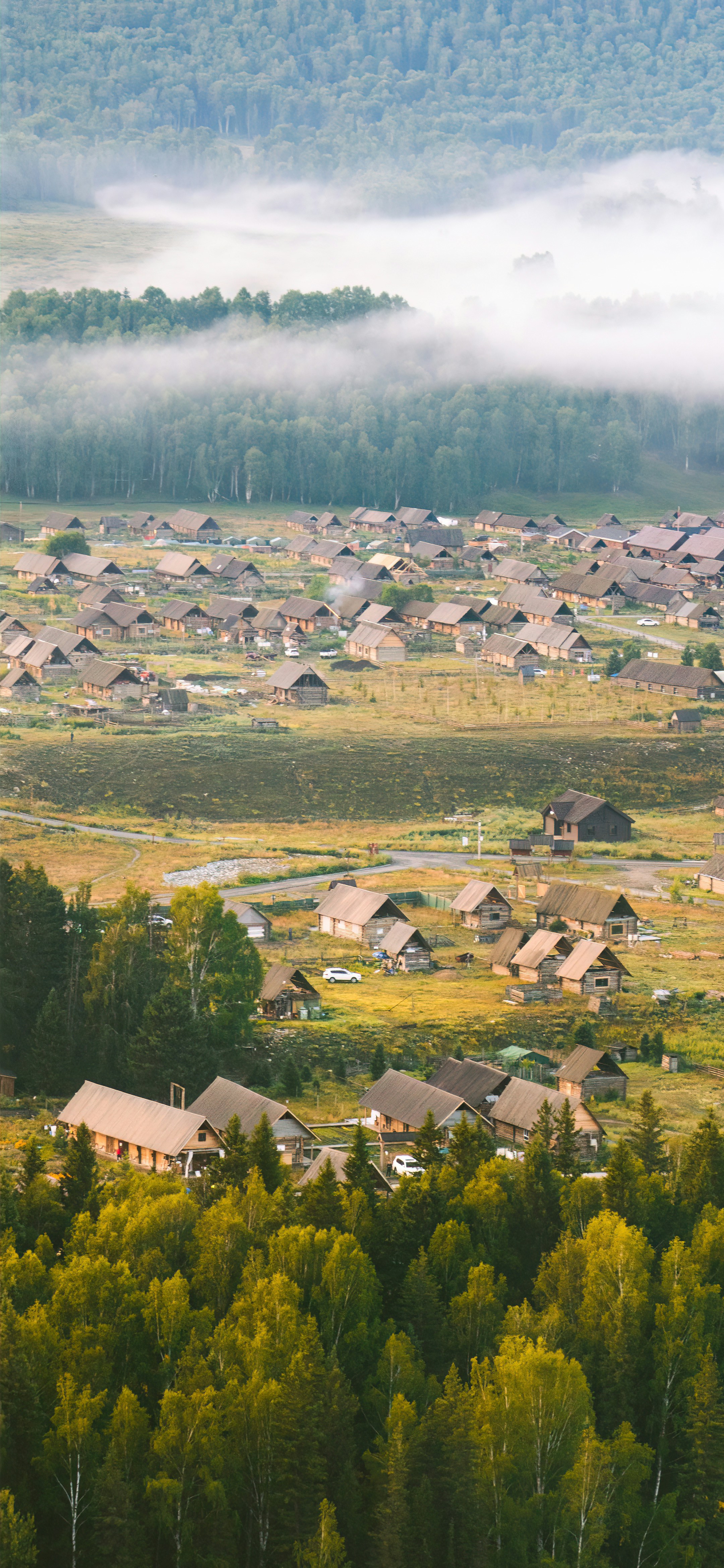 a herd of cattle grazing on a lush green field