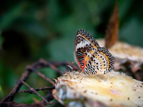 Schmetterlinge im Bauch