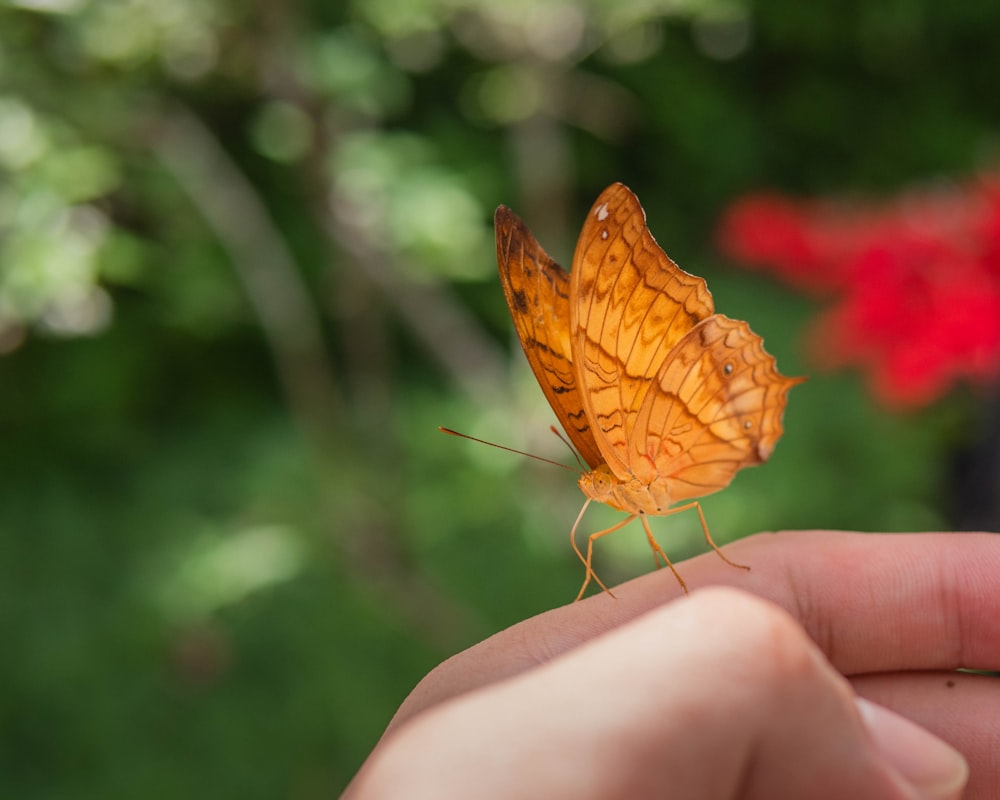 una farfalla sul dito di una persona