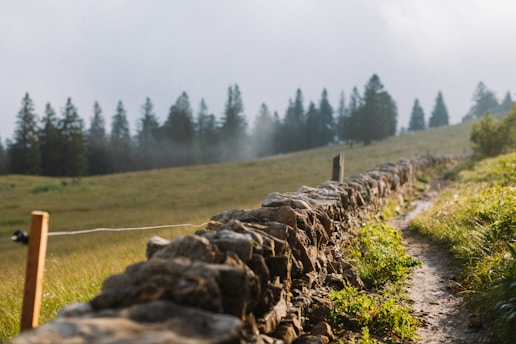 a stream running through a grassy area