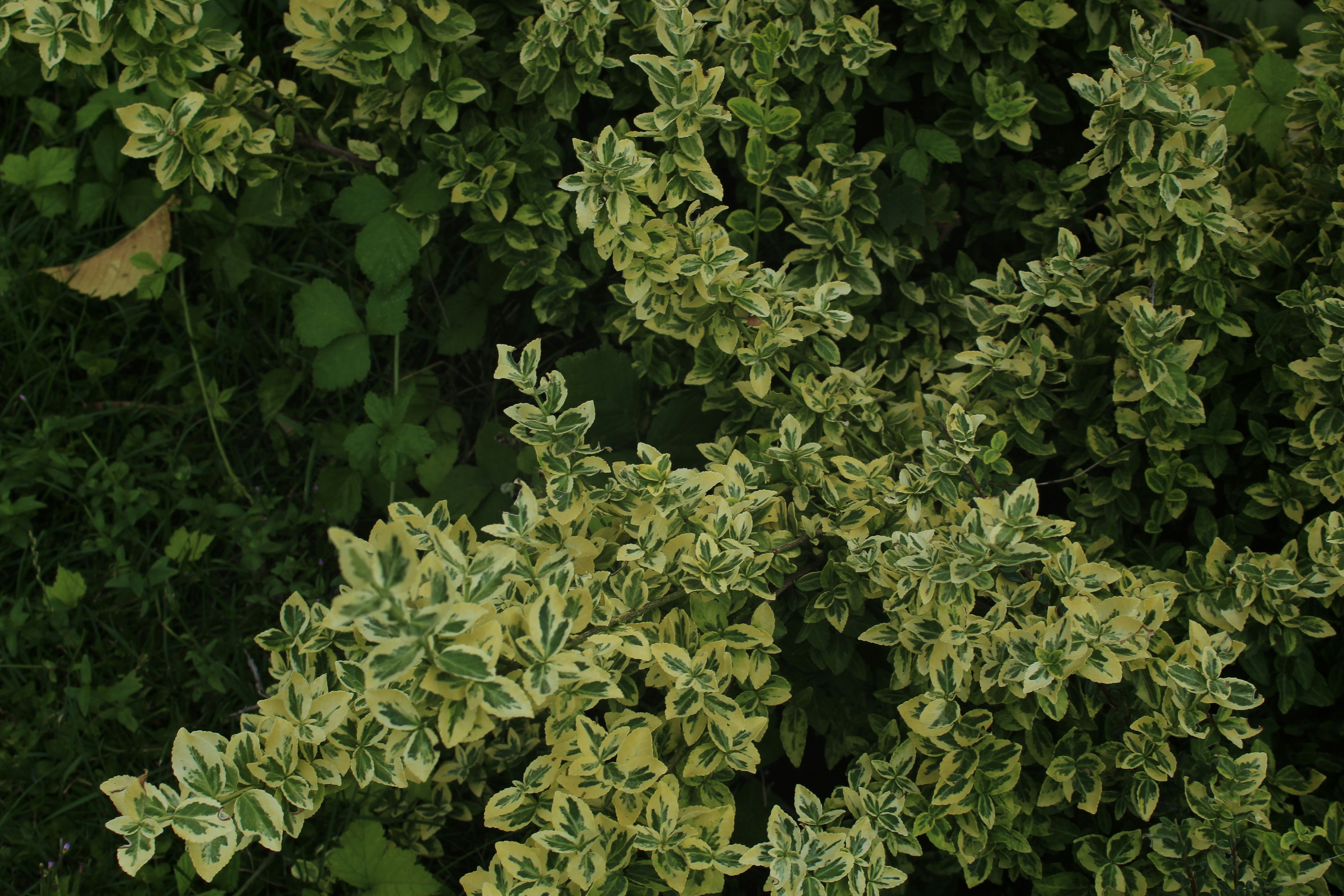 Photo by czapp_botond