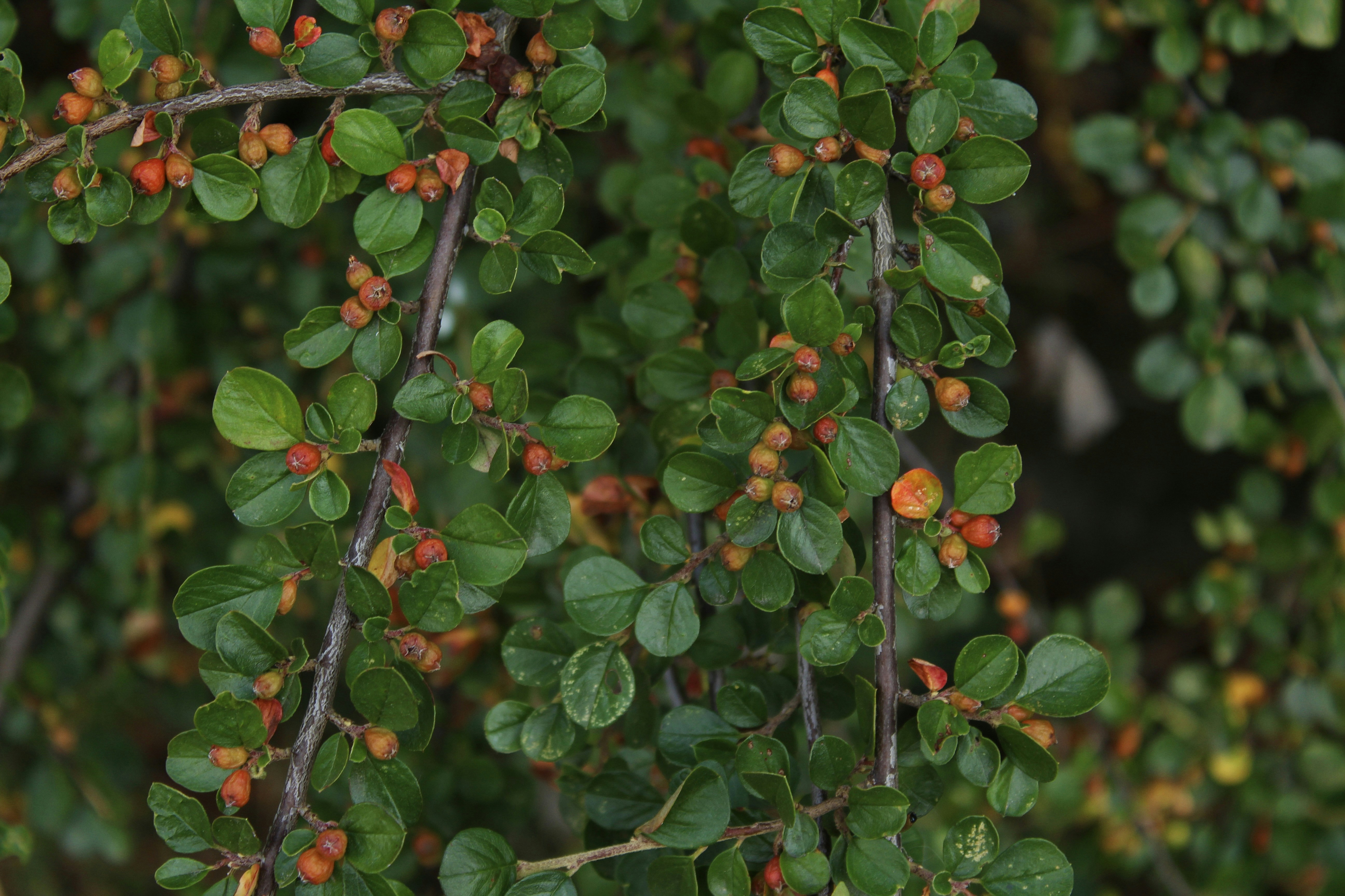 Photo by czapp_botond