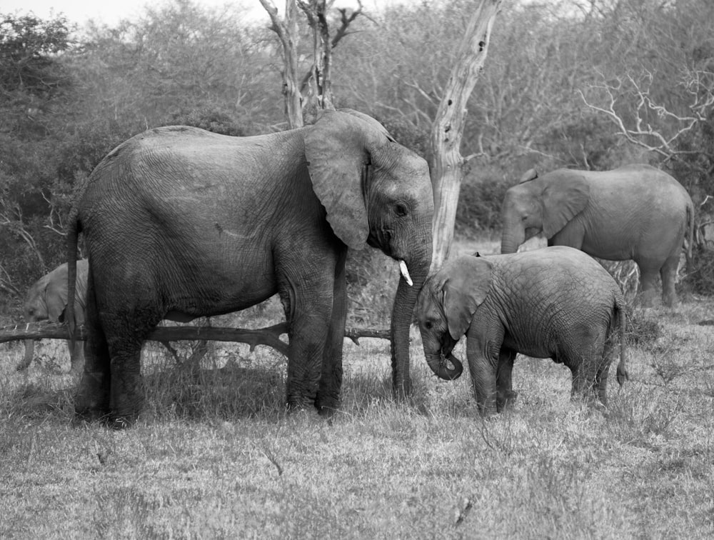 Un gruppo di elefanti in piedi in un campo erboso