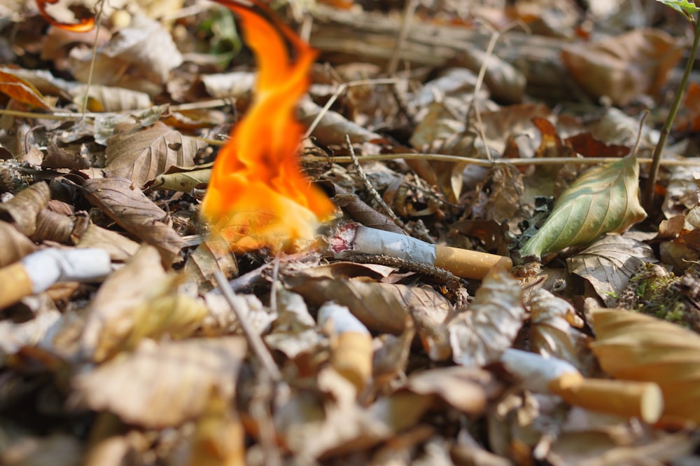 a pile of leaves and twigs