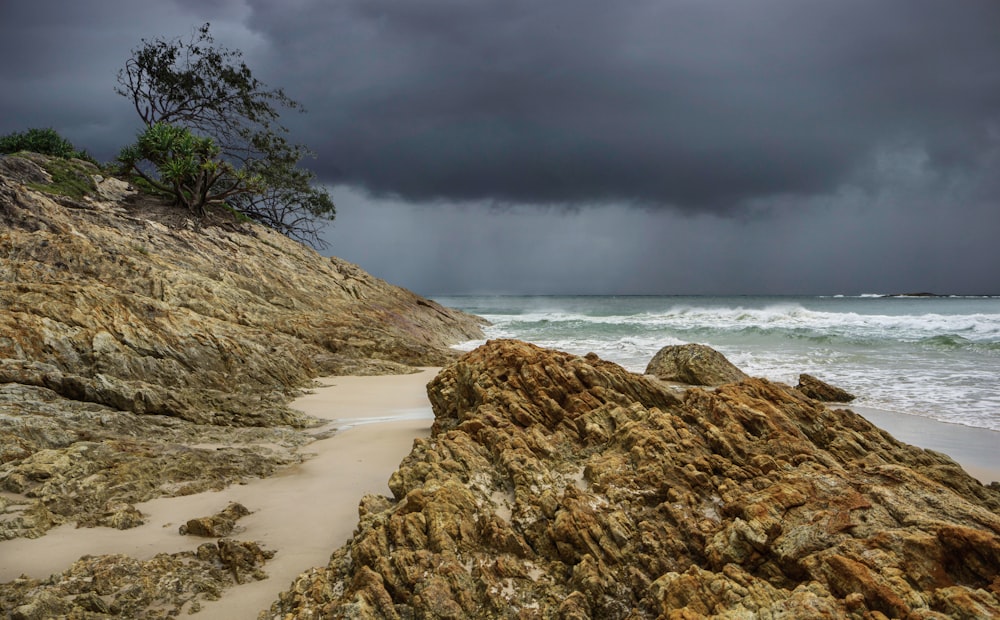 a rocky beach with a tree