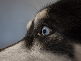 Close-up view of a dog's eye focusing on the intricate details of the fur and the clear blue eye. The texture of the fur varies from black to white, with a smooth transition and sharp focus on the eye.