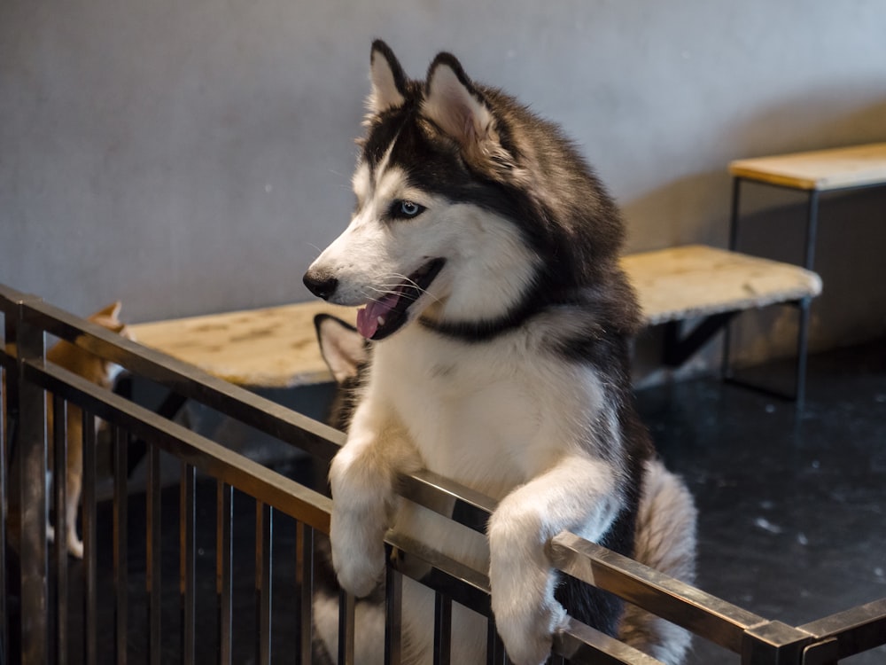 a dog jumping on a wooden deck