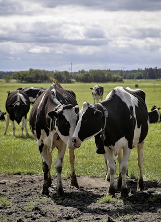 a group of cows in a field