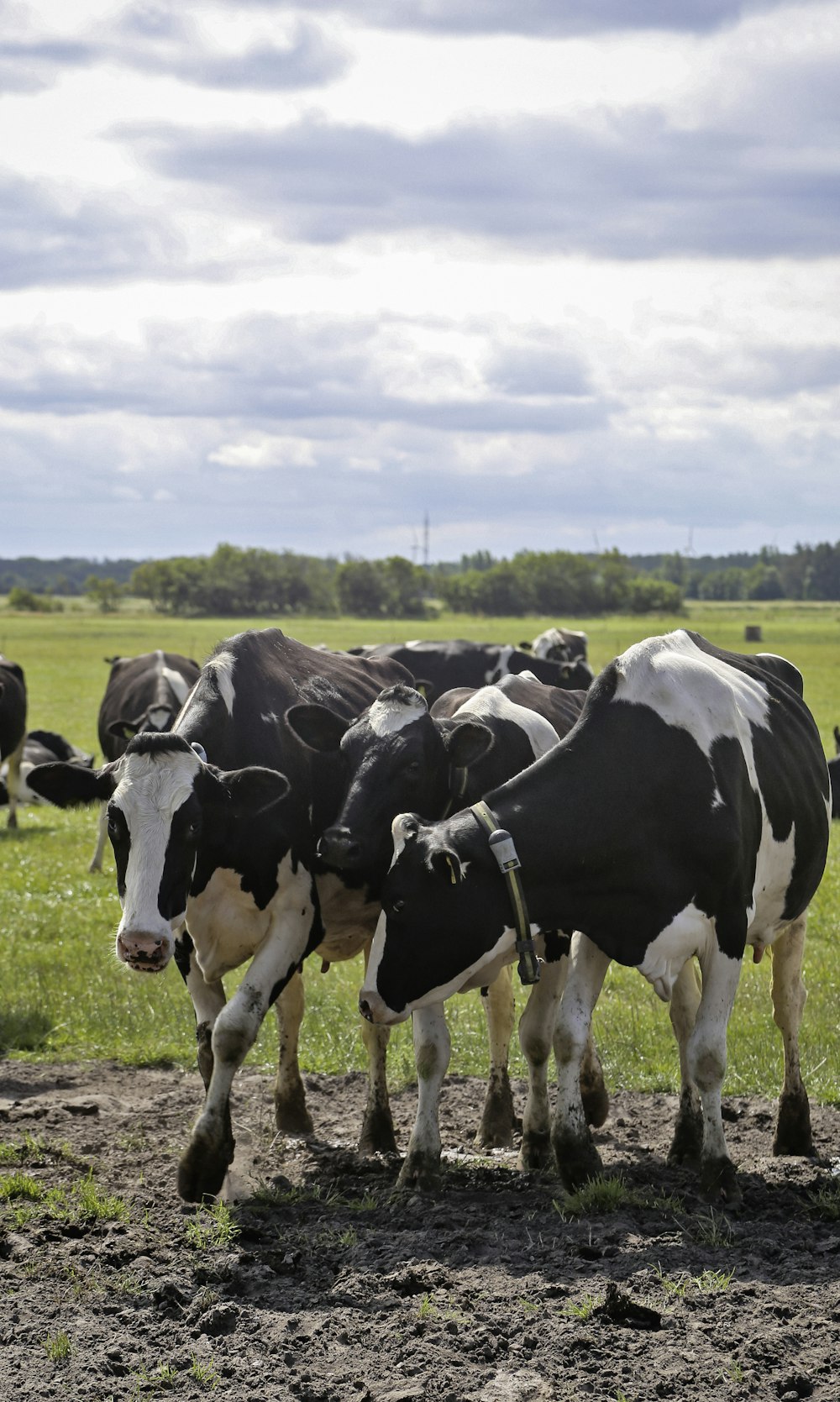 a group of cows in a field