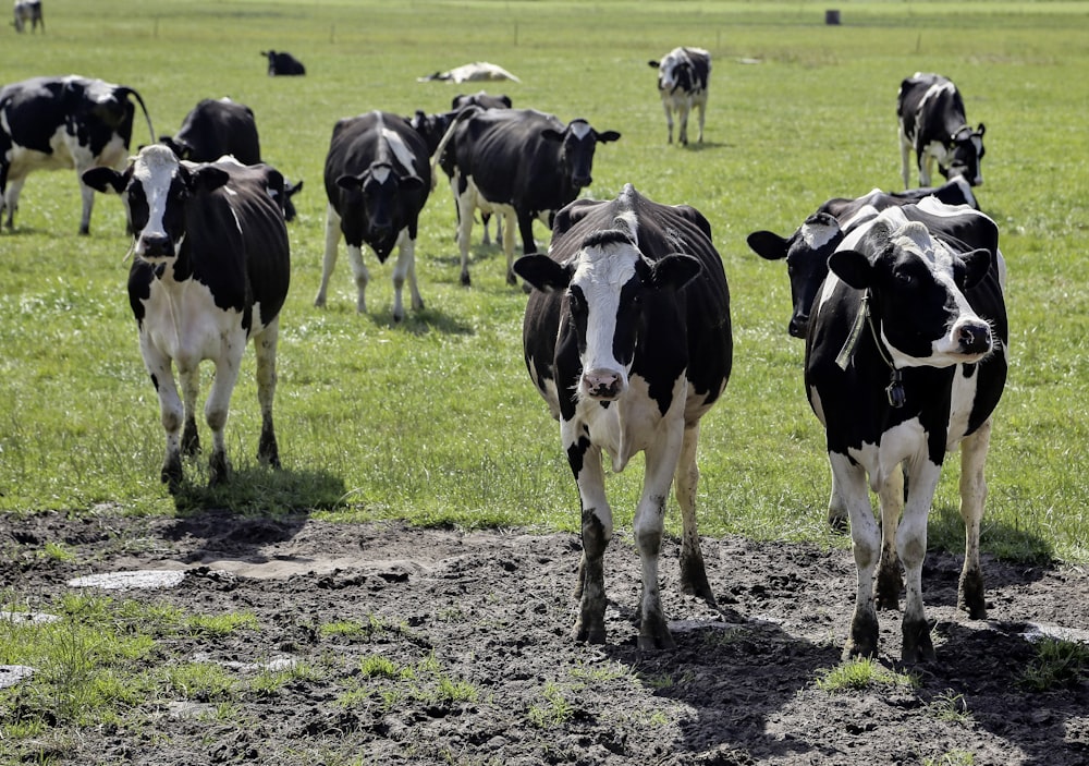 a herd of cows in a field