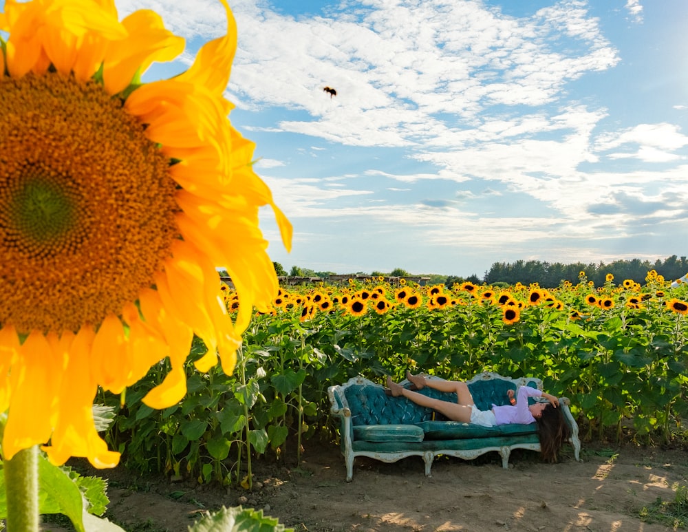 a person lying on a bench in a field of sunflowers