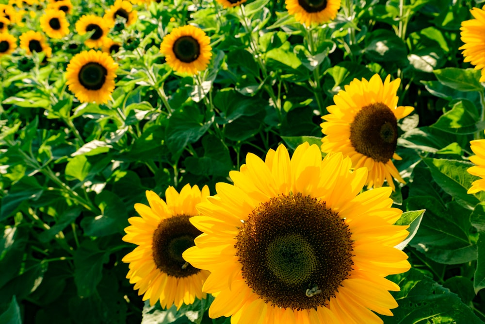 a group of sunflowers