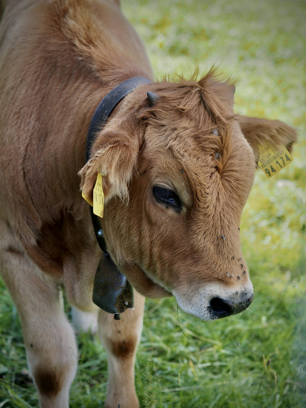 a brown cow with a yellow tag