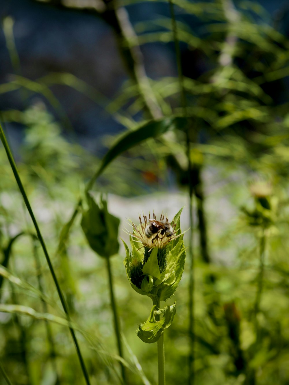 a bee on a plant